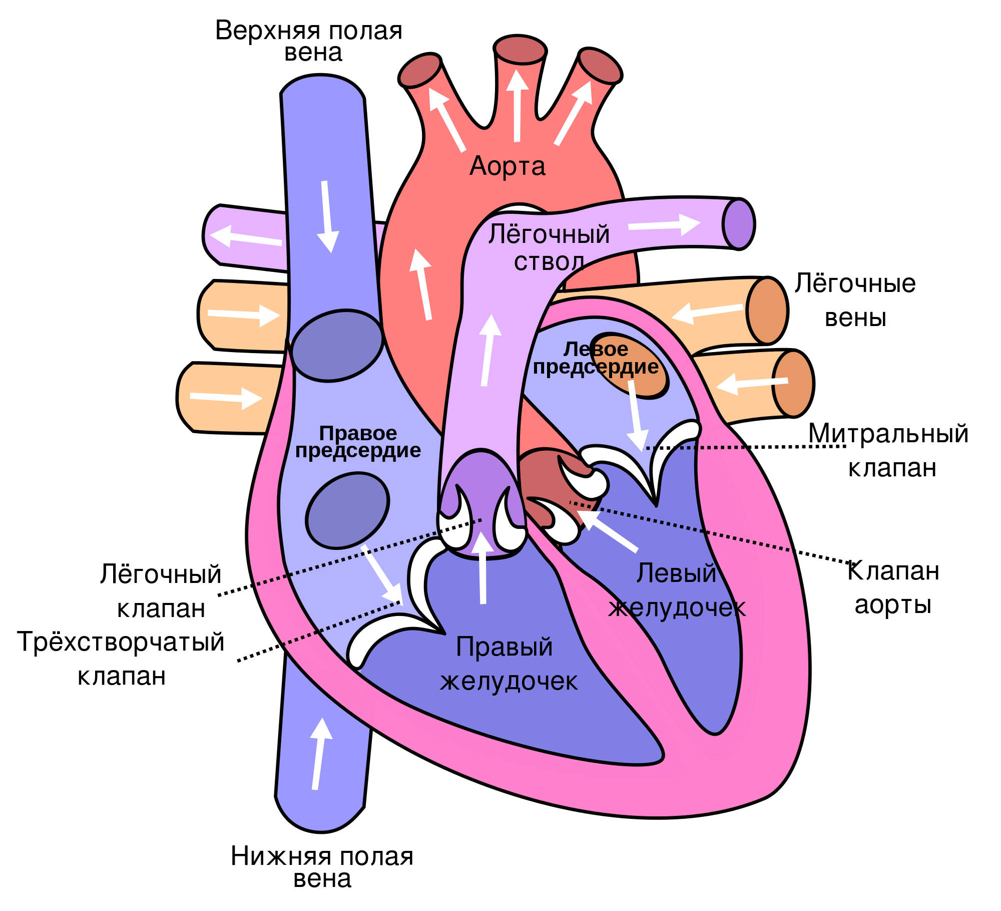 Сердце схема строения анатомия. Сердце человека рисунок схема. Строение сердца человека схема. Строение сердца человека схематично. Легочная артерия створки