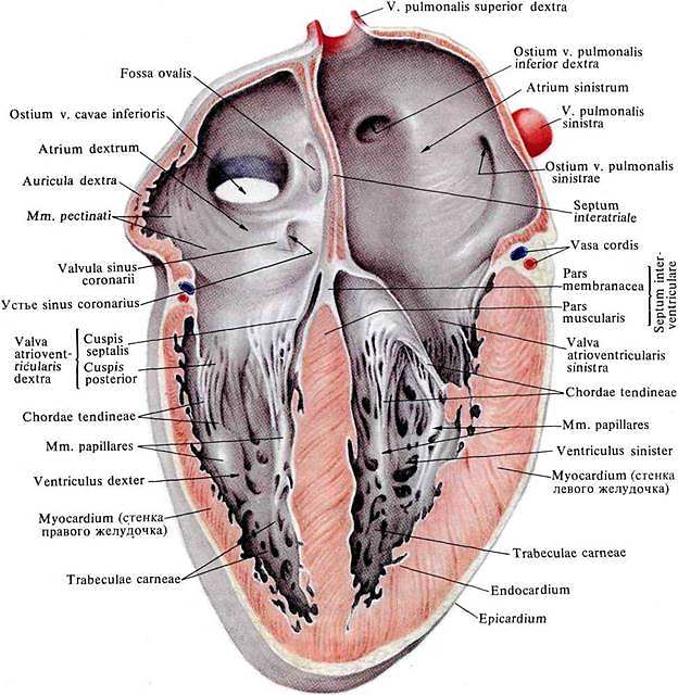 Cordis латынь. Строение правого предсердия сердца. Строение левого желудочка сердца анатомия. Строение правого предсердия сердца анатомия. Строение левого предсердия анатомия.