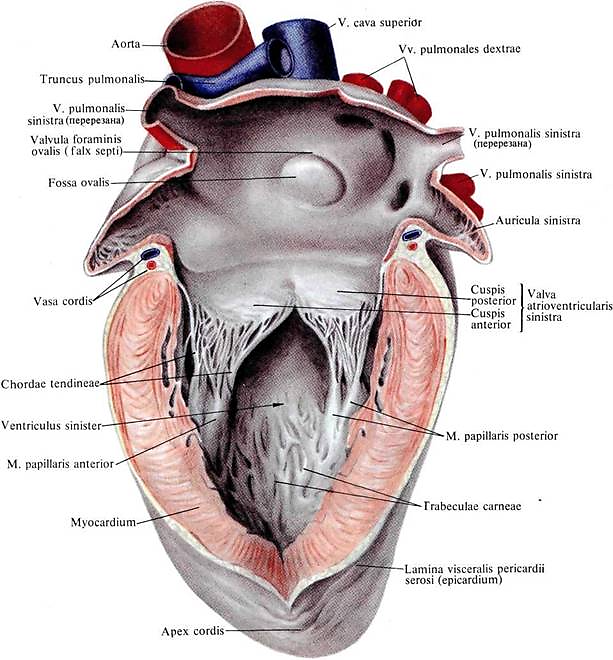 Правый желудочек отделен от правого предсердия. Предсердия и желудочки сердца. Строение предсердий и желудочков. Левое предсердие и левый желудочек. Левый желудочек сердца.