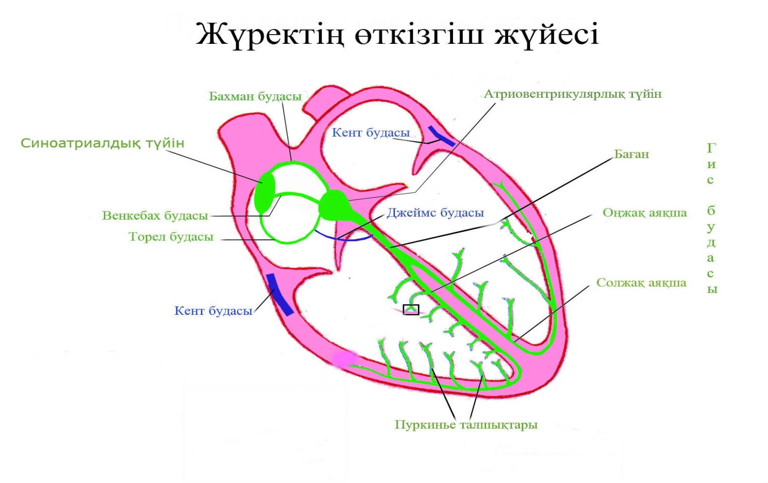 Органы переднего средостения