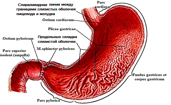 Ямочный рисунок желудка