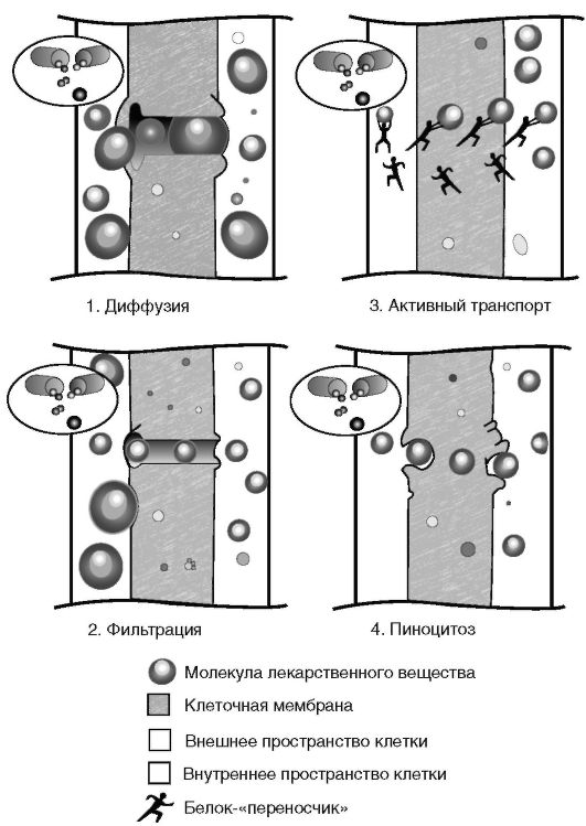 Фильтрация лекарственных веществ. Механизмы всасывания лс фильтрация. Механизмов всасывания лекарственных средств фильтрация. Схема всасывания лекарственных веществ. Фармакокинетика механизм всасывания.